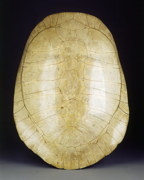 A Rare Blond Turtle Shell Carapace